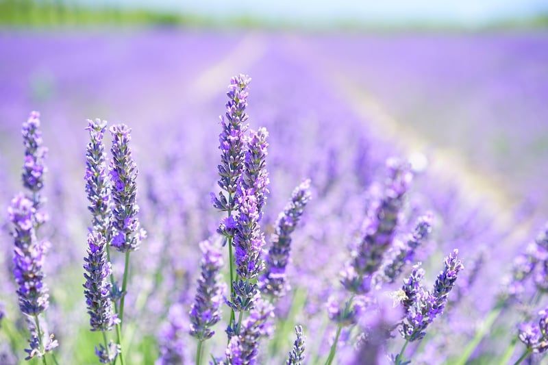 Lavender Lemonade